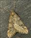 1663 (70.245)<br>March Moth